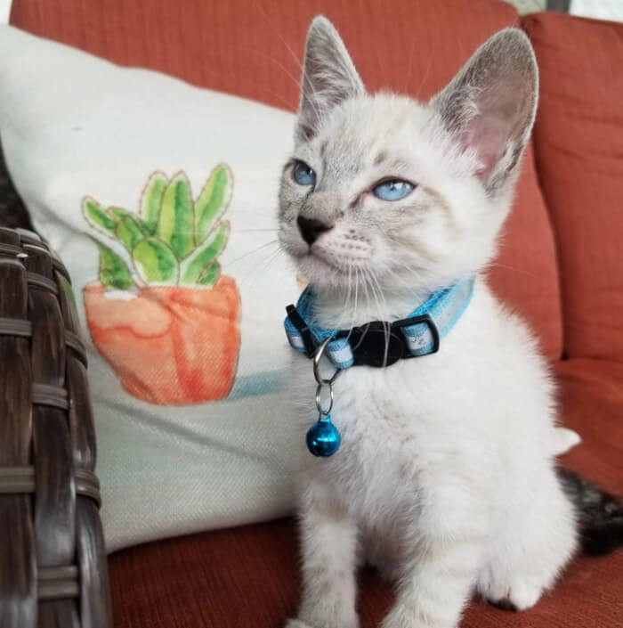 11. “Need a name for my kitten (male). Do you think Yuki fits him? It means ’snow’ in Japanese.”