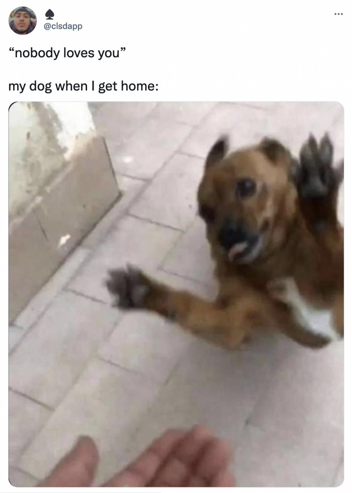 31. Your dogs will always remind you how loved you are, especially when you're a minute late for their dinner