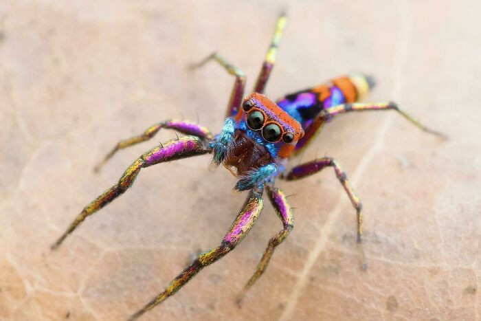 Often considered one of the most vibrant spiders on the planet, Chrysilla volupe is a striking jumping spider found across parts of South Asia, including Sri Lanka, India, Nepal, and Bhutan.