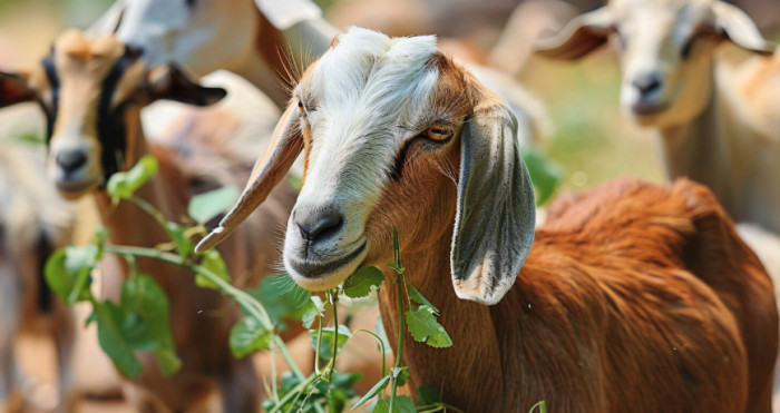 Rabbits and sheep alongside bees, farm animals beginners can start with