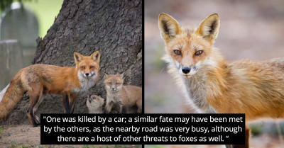 Photographer Uses A Whole Season To Observe And Capture A Red Fox Family As They Grow Up