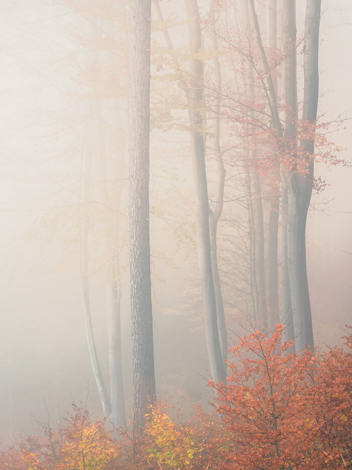 Foggy Forest From The Series 'Autumn In Austria' By Guenther Reissner
