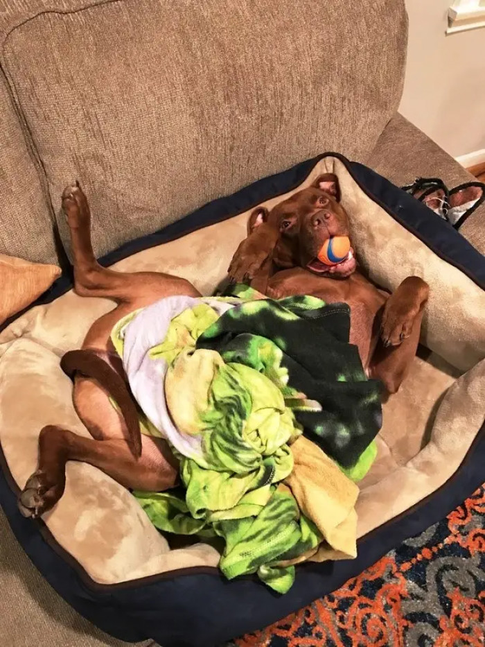 Staffie dog with silly face, lounging comfortably outdoors, happy owner vibe