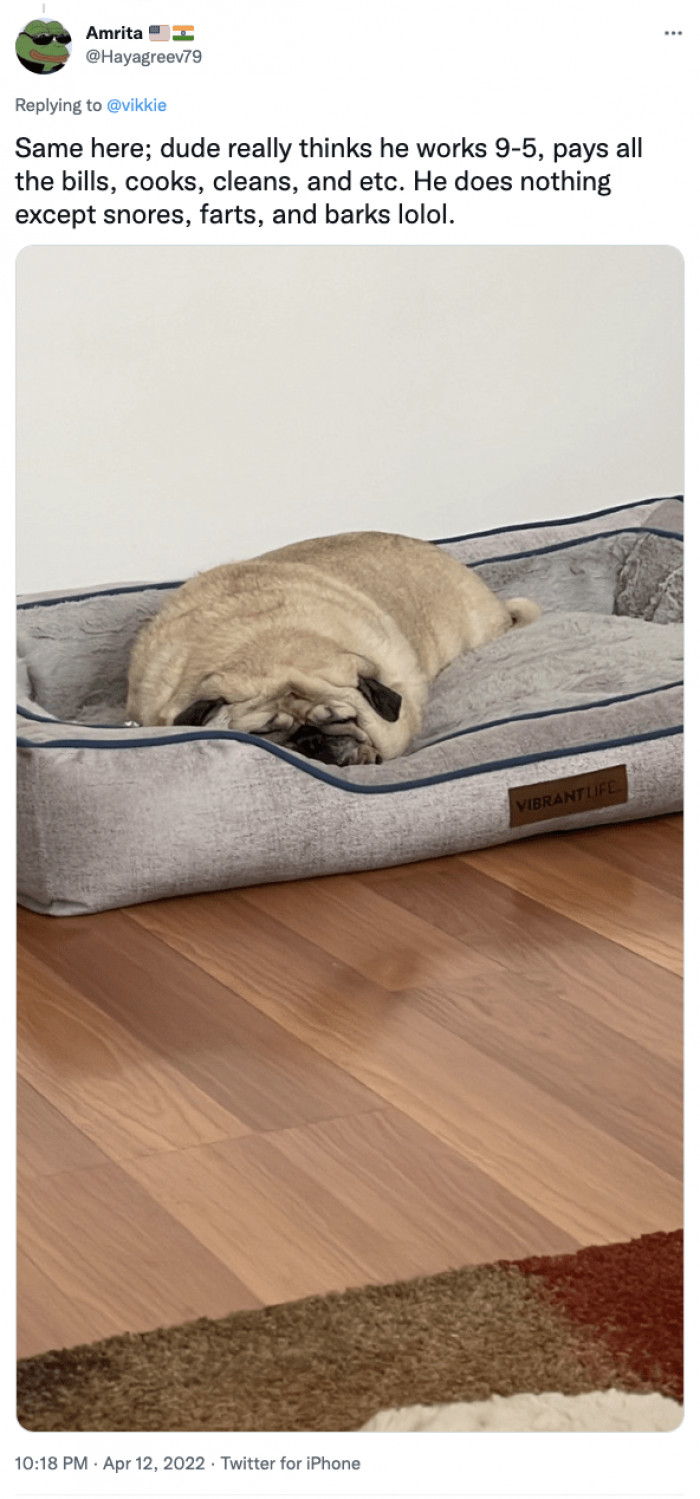 4. He does nothing except snore, fart, and bark