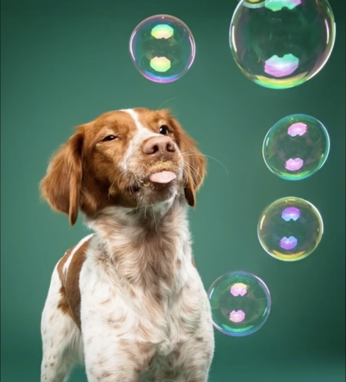 5. "Being a dog is so exhausting. I really need some sleep now."