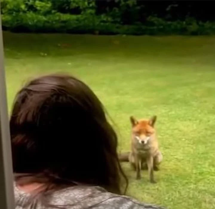 A Special Friendship with a Fox