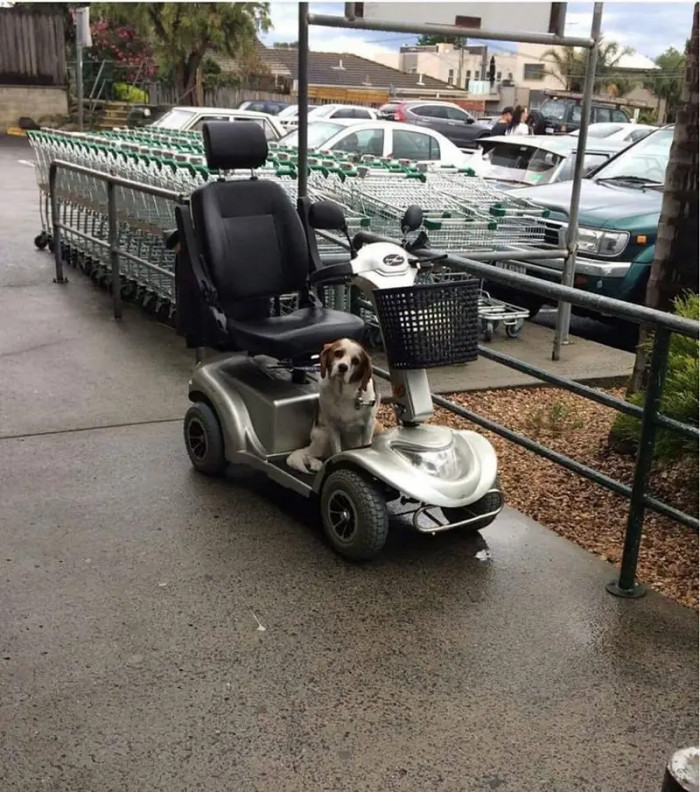 We don’t want our doggos to feel sad for any reason