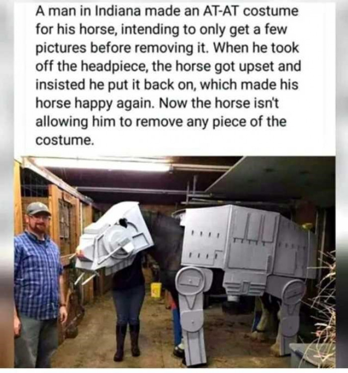 2. The horse totally loves the new costume made for it