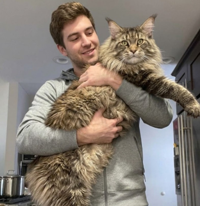 Maine Coon vs human size