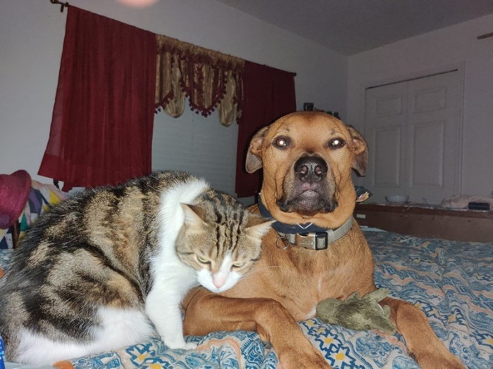 1. Miku loves her big bro Arthas. Who says cats and dogs don't get along?