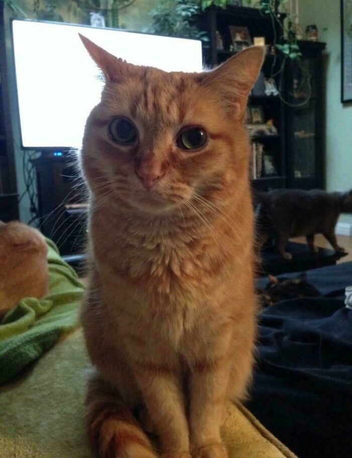 45. He’s seen things… like the bottom of his empty food bowl.