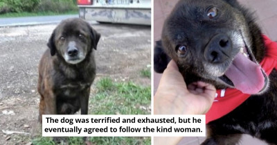 Abandoned Dog, Mowgli, Had Such A Traumatic Past That He Hid And Hoarded Treats Instead Of Enjoying Them