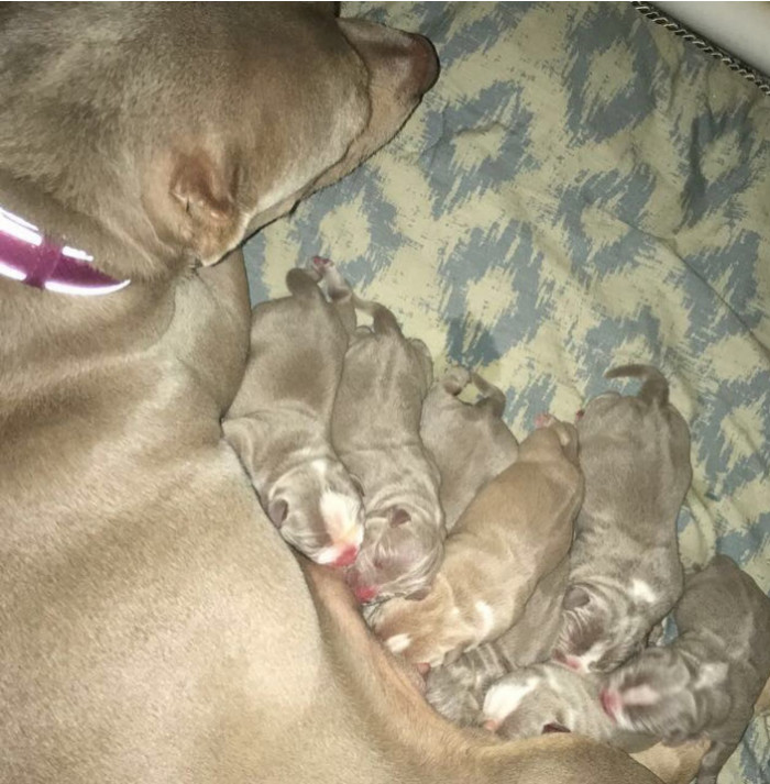 40. 8 perfect little hippo potatoes