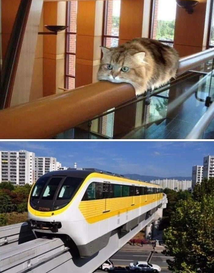 29. Monorail Cat