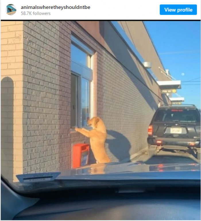 16. I'd like a doggo cup and a large plate of assorted treats, please...