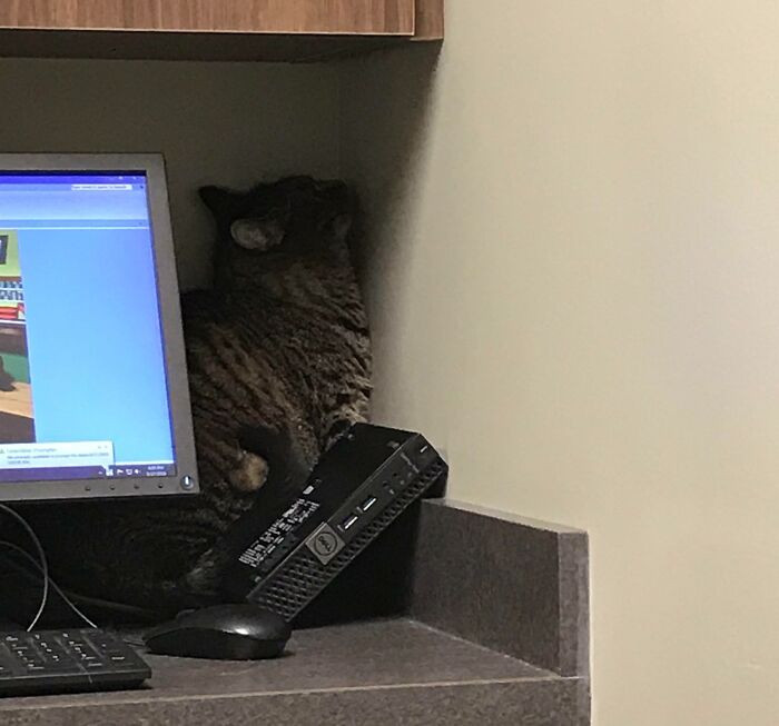 "Asked Wife How The Visit To The Vet Was Going"