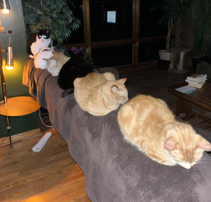3. When these cats perfectly line up for a cozy night, you would think they're up to something.