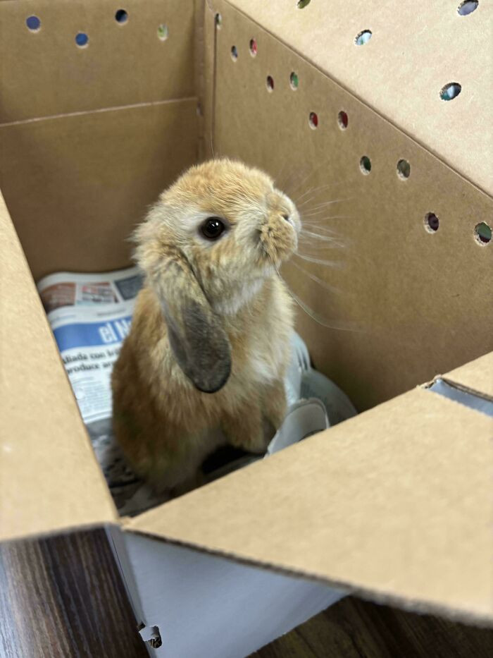46. Look At This Adorable Shelter Bunny