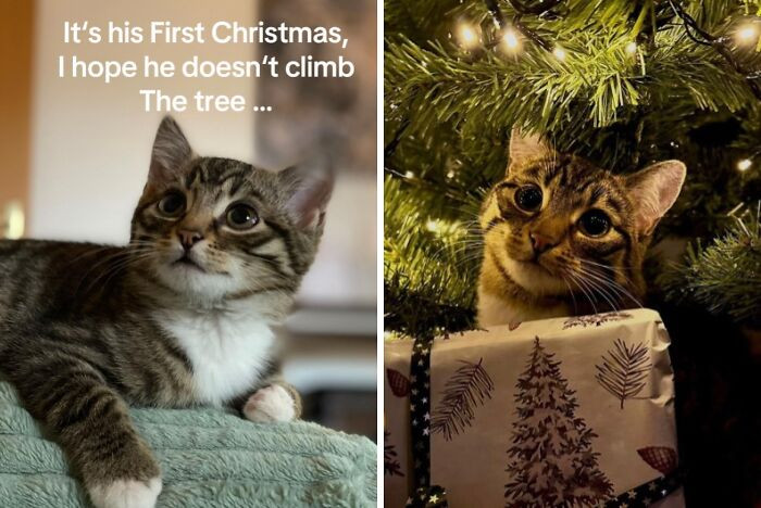 11. Christmas trees and Kitties are a match made in heaven