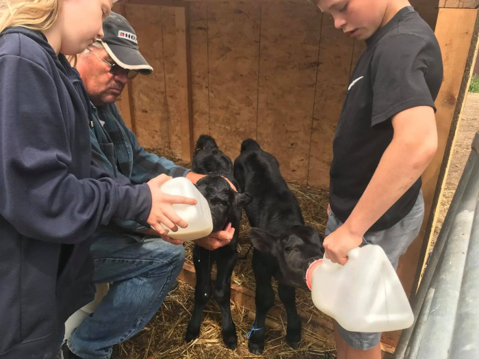 Taking care of four calves isn't easy for one cow, but the Beldos are there to help