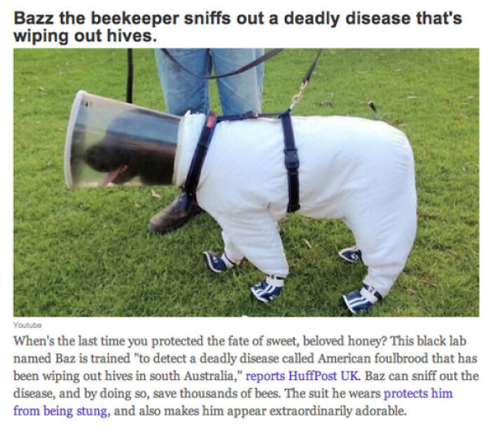 44. Bazz protects bees.