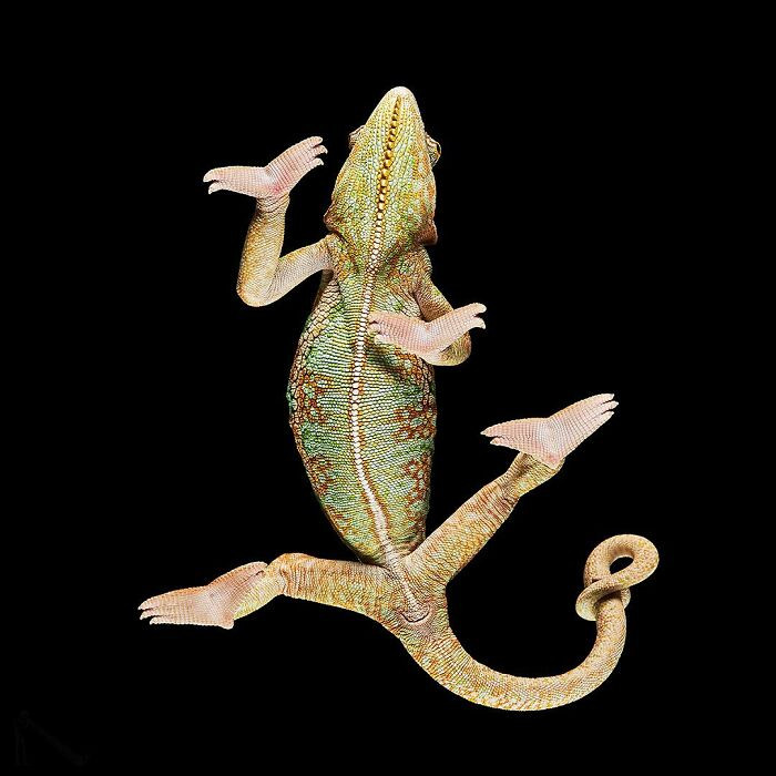 31. “Just a lizard casually serving runway energy from below.”