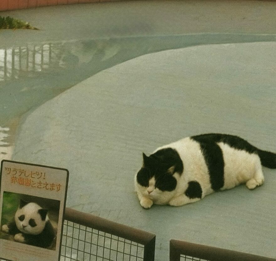 Rare species: the pandacat.