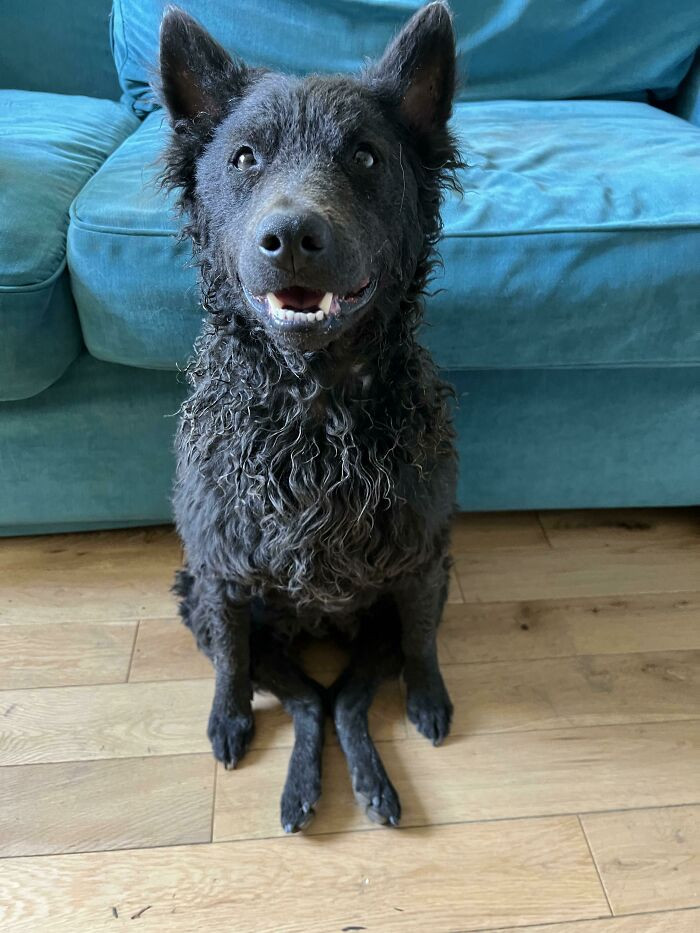 14. This doggo's sitting position.