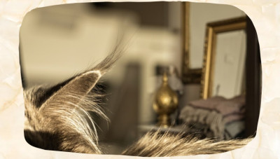 Maine Coon Ears: Ear Tufts, Lynx Tips, and Their Distinctive Shape