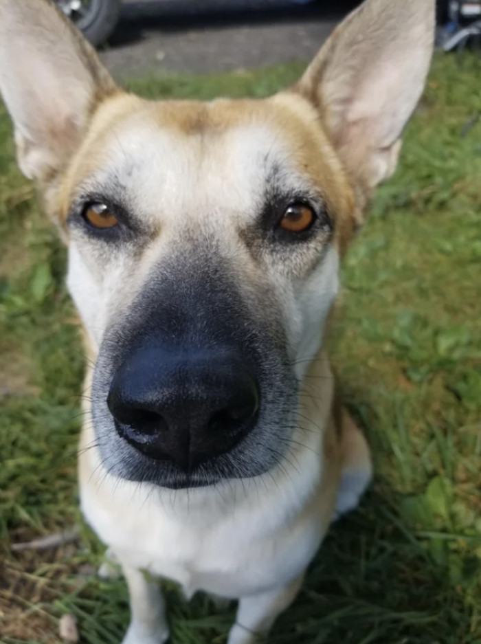 Look at Charlie's cute snoot