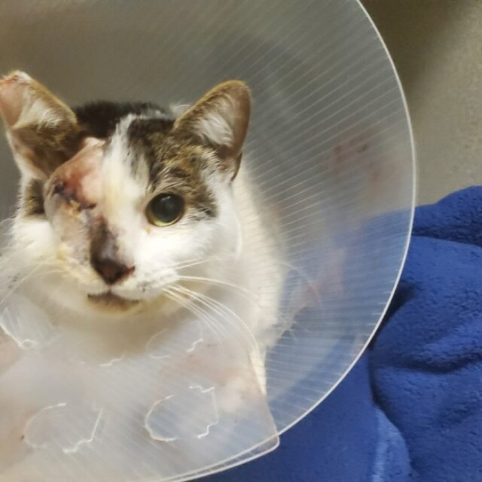 They could now assist Benny with gaining weight