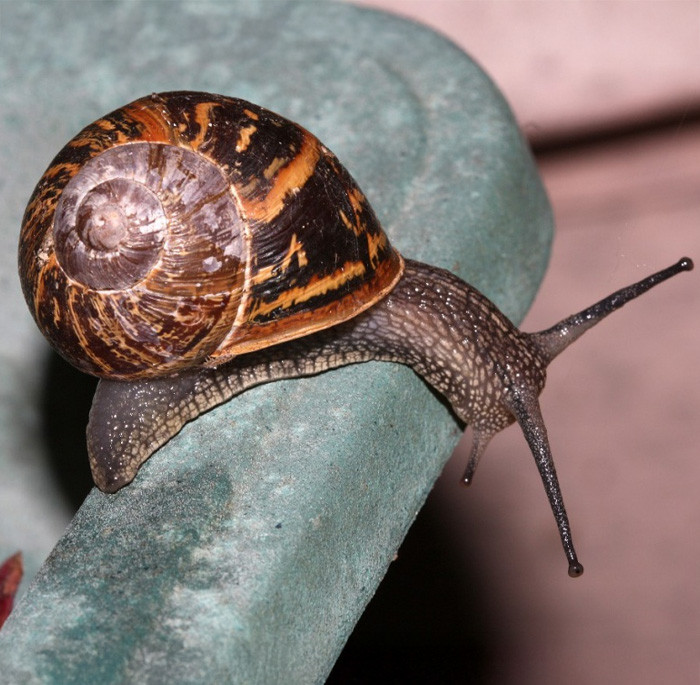 Garden Snail