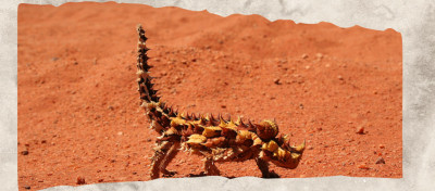 12 Spiky Animals Armed With Quills, Spines, and Serious Defenses
