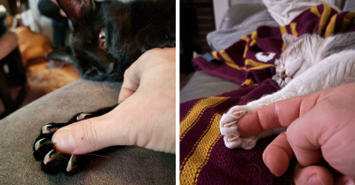 30 Cute But Scary Pictures Of Cats And Their "Murder Mittens," As Shared By A Group Online