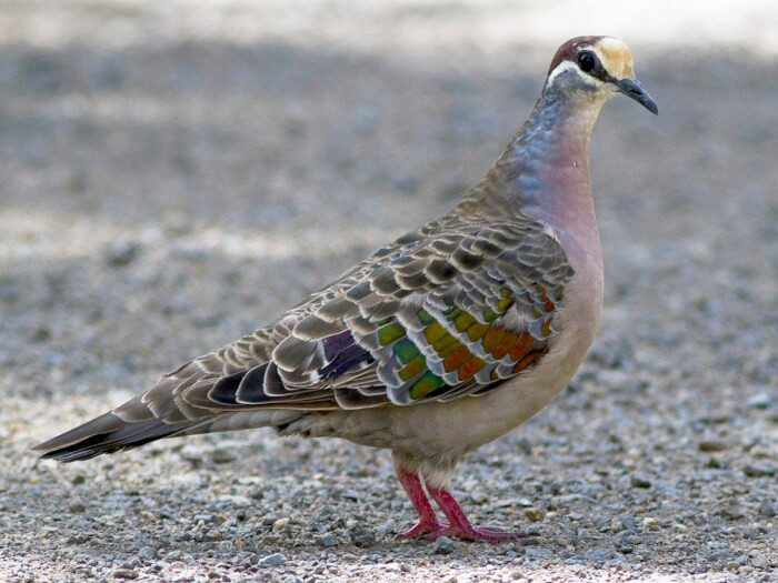 11. The Bronzewing Pigeon breed