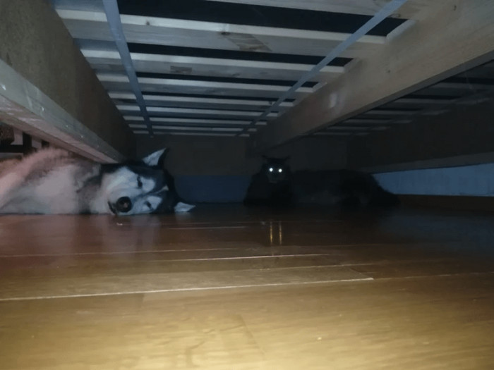 16. "Stare into the abyss, and the abyss stares back (feat my dog)"