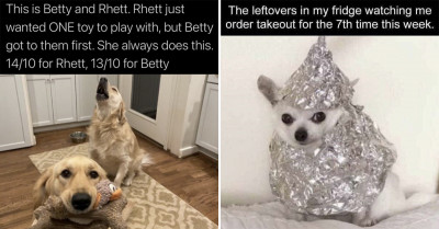 These Adorable and Funny Dog Memes Are Something You Can Bark and Howl About Today