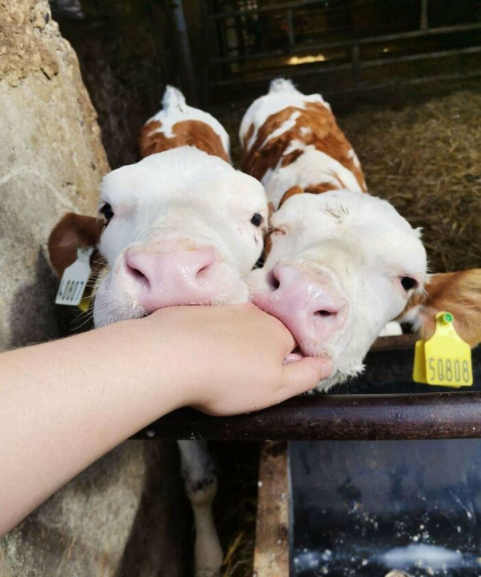 23. Throwback To Nutmeg And Ginger As Babies. They Were Absolutely Adorable Back Then