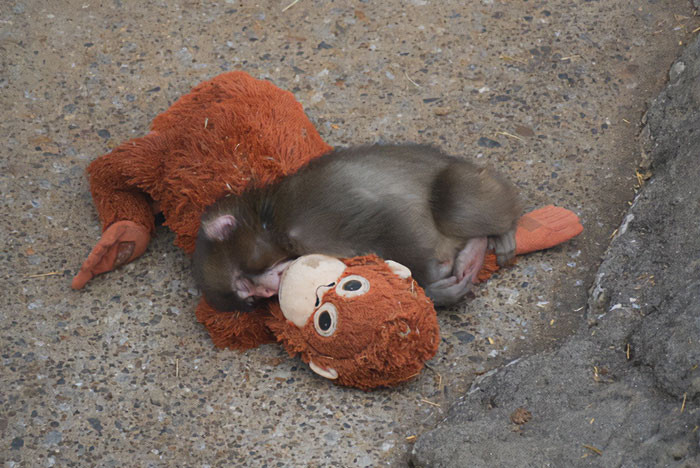 Punch naps with his oversized plush toy and drags it throughout his enclosure