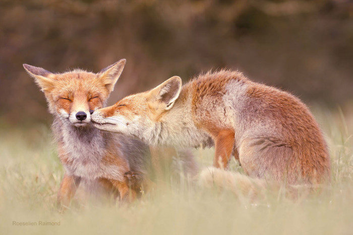 Each pair of foxes snuggles each other tightly, solidifying their bond.