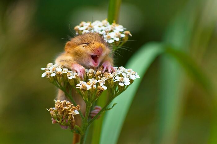 The Laughing Dormouse By Andrea Zampatti