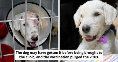 Dog With A Hole In Her Head Gets Rescued And Gains Another Chance At Life