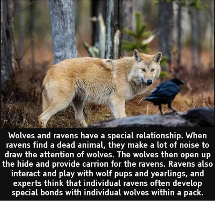 9. Wolves do the hunting, but the ravens always reap the rewards