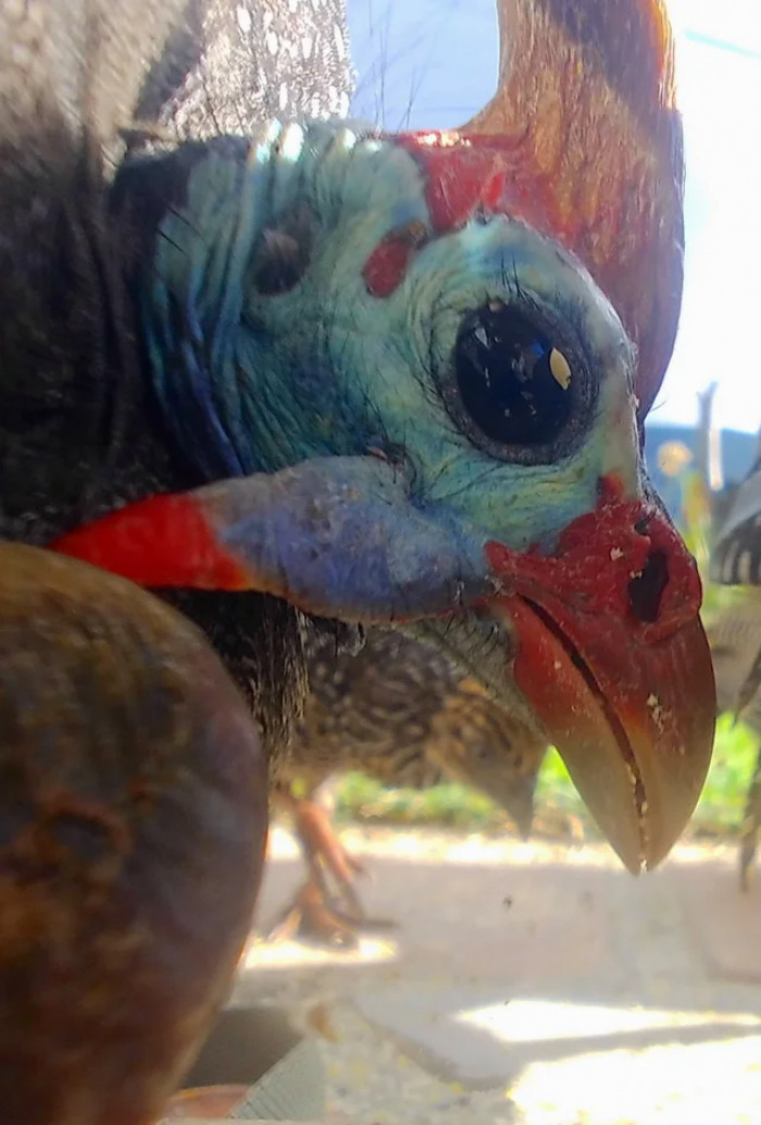 10. A terrestrial bird called the Helmeted guineafowl.