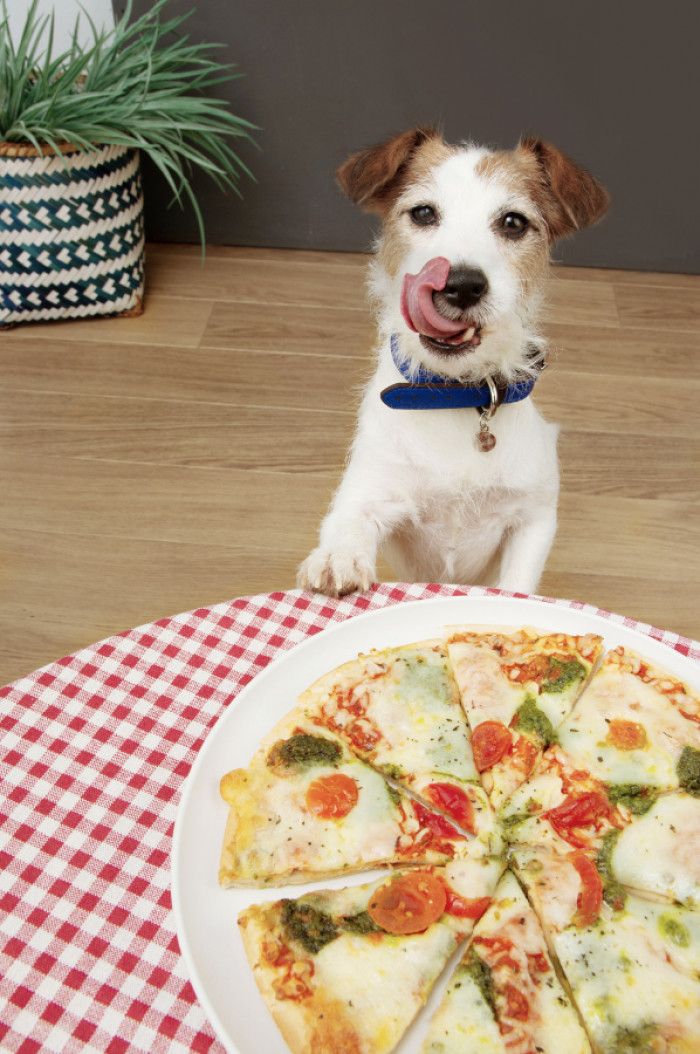 We should never feed dogs the food we eat.