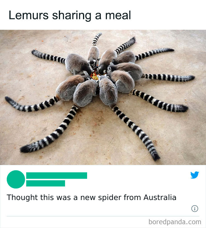 49. New Australian spiders?