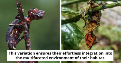 Meet The Leaf-Tailed Gecko, Nature's Master Of Disguise