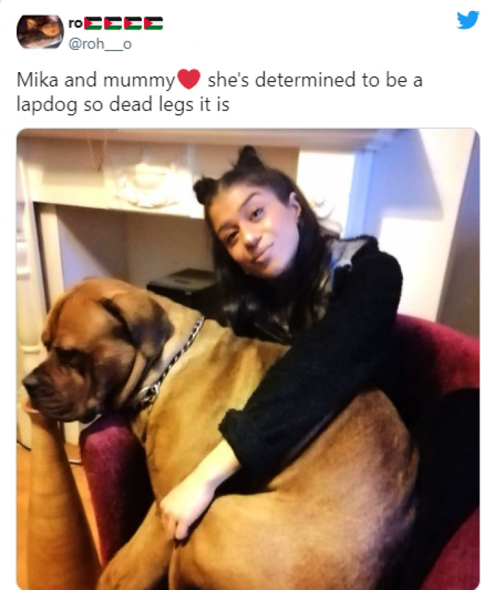 7. This dog, who doesn't mind if your legs aren't moving as long as they're comfortable: