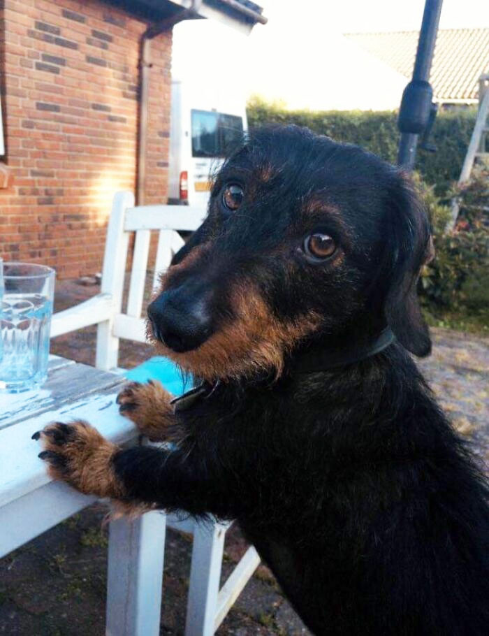 "This Is Anton. He's A Wirehaired Dachshund. He's A Gentle, Playful, And Goofy Spirit"