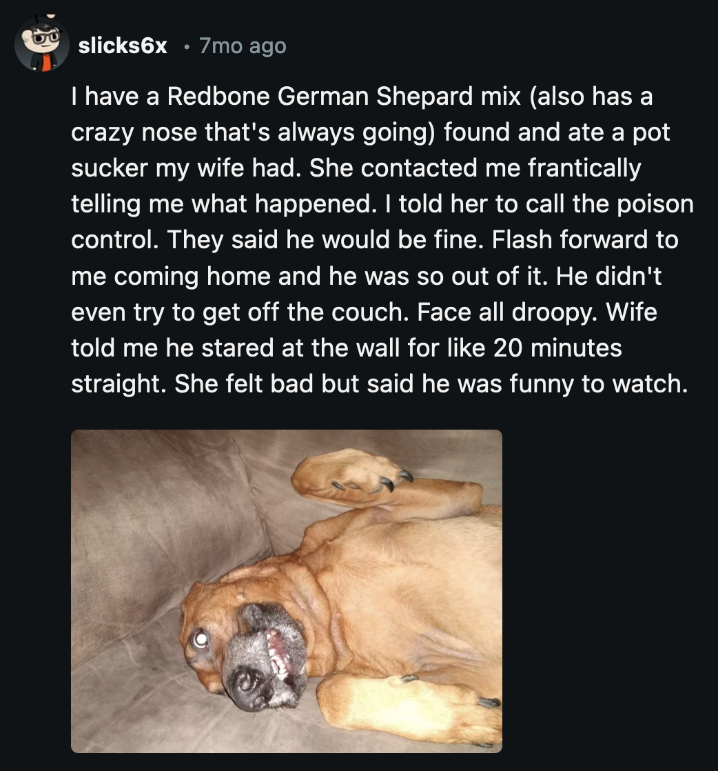 This dog thought the wall was a TV and stared at it for 20 minutes just to be sure.